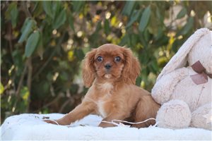 Abigail - puppy for sale