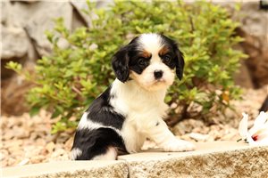 Betsie - Cavalier King Charles Spaniel for sale
