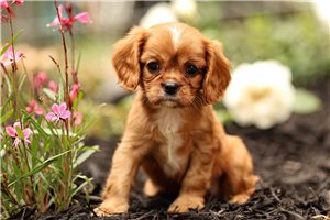 Erica - Cavalier King Charles Spaniel for sale