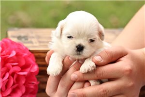 Tuesday - Cavalier King Charles Spaniel for sale