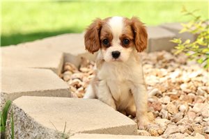 Brinley - Cavalier King Charles Spaniel for sale