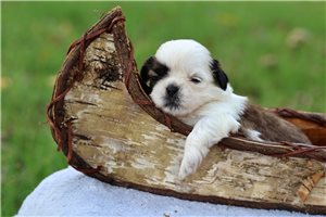 Baron - puppy for sale
