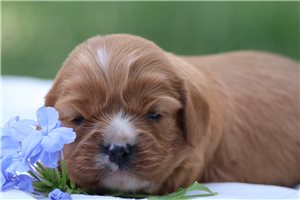 Tyra - puppy for sale