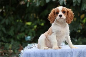 Toby - Cavalier King Charles Spaniel for sale