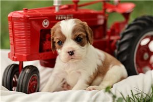 Elliott - puppy for sale