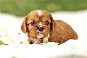 Erica - puppy for sale