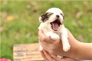 Trinket - Cavalier King Charles Spaniel for sale