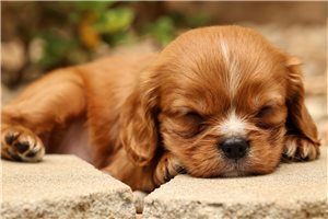 Buggie - puppy for sale