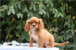 Tuck - Cavalier King Charles Spaniel for sale