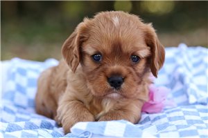 Victoria - Cavalier King Charles Spaniel for sale