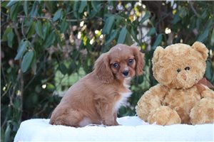 Beck - puppy for sale