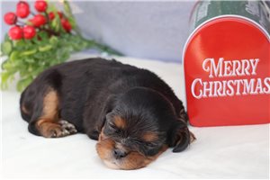 Gingerbread - Cavalier King Charles Spaniel for sale