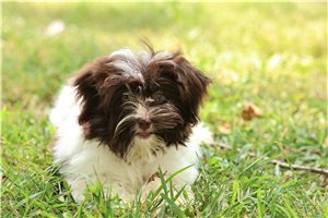 Eloise - Havanese for sale