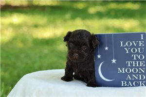 Felix - Havanese for sale