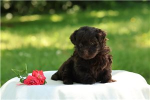 Fiora - puppy for sale