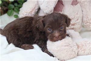 Chad - Havanese for sale