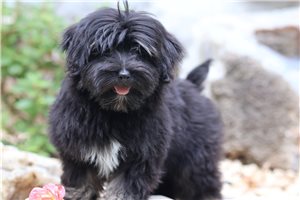 Colleen - Havanese for sale