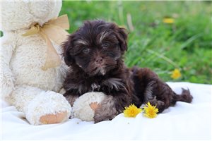 Cynthia - Havanese for sale