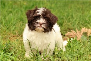 Eloise - Havanese for sale