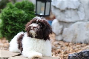 Eloise - Havanese for sale