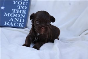 Chad - puppy for sale