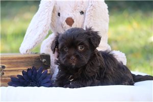 Maggie - puppy for sale