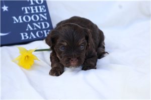 Cynthia - Havanese for sale