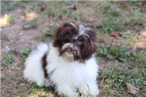 Eloise - Havanese for sale