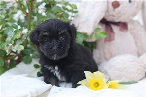 Colleen - Havanese for sale