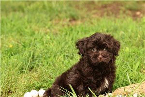 Florence - Havanese for sale