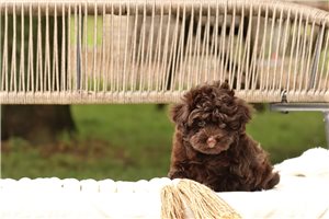 Fiora - Havanese for sale