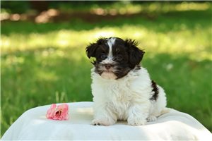 Eloise - puppy for sale