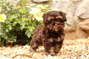 Cynthia - Havanese for sale