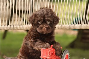 Felix - Havanese for sale