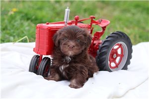 Chad - Havanese for sale