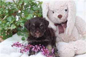 Cynthia - Havanese for sale