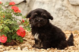 Colleen - Havanese for sale