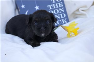 Colleen - puppy for sale