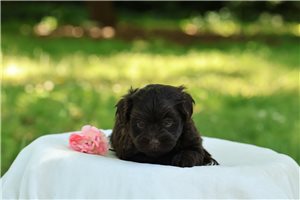 Florence - puppy for sale