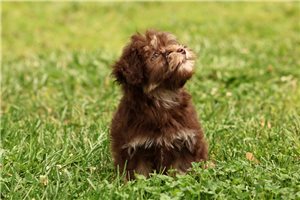 Charlize - Havanese for sale