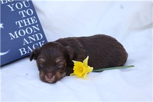 Charlize - puppy for sale