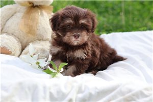 Charlize - Havanese for sale