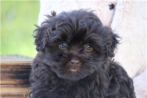 Murray - Havanese for sale