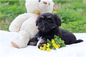 Colleen - Havanese for sale