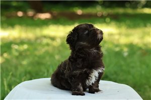 Ella - puppy for sale