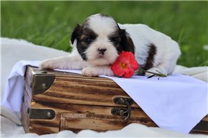 Molly - puppy for sale