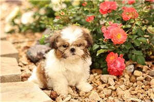 Delaney - Shih Tzu for sale