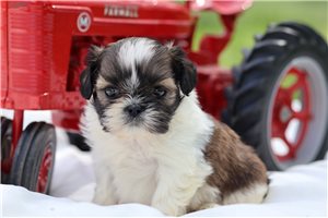 Dagwood - puppy for sale