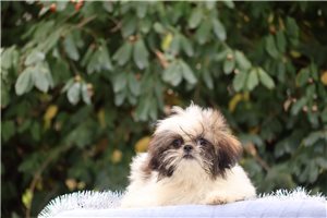 Liam - Shih Tzu for sale
