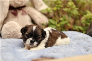 Liam - puppy for sale